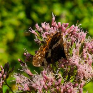 Click to view this image in a large viewer