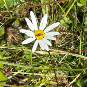 Click to view this image in a large viewer