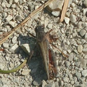 Click to view this image in a large viewer