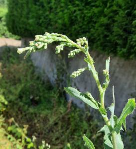 Click to view this image in a large viewer