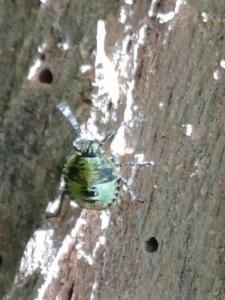 Click to view this image in a large viewer