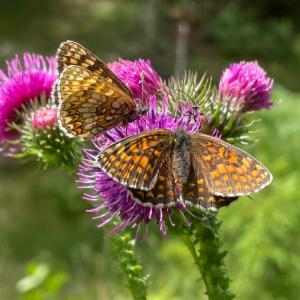 Click to view this image in a large viewer