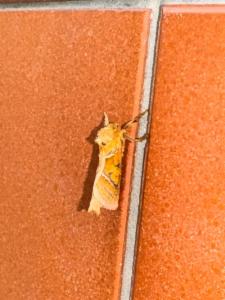 Click to view this image in a large viewer