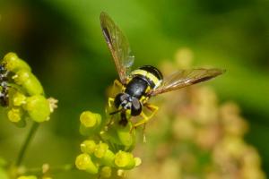 Click to view this image in a large viewer