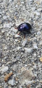 Click to view this image in a large viewer