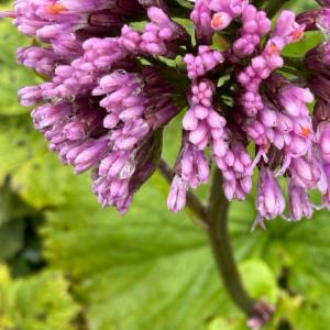 Click to view this image in a large viewer