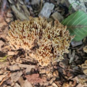 Click to view this image in a large viewer