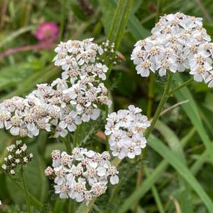 Click to view this image in a large viewer