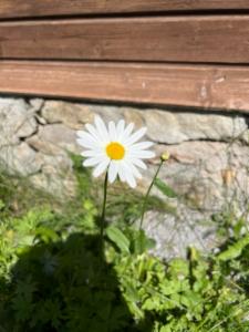 Click to view this image in a large viewer