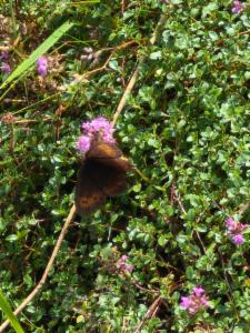 Click to view this image in a large viewer