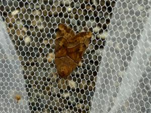 Click to view this image in a large viewer