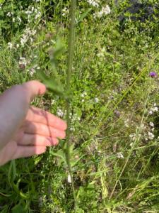 Click to view this image in a large viewer