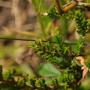 Click to view this image in a large viewer