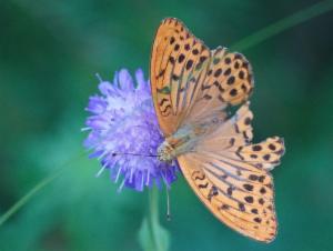 Click to view this image in a large viewer