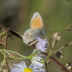 Click to view this image in a large viewer