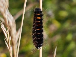 Click to view this image in a large viewer