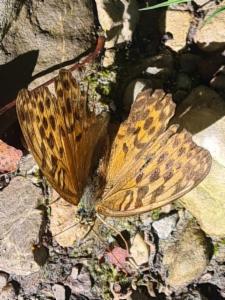 Click to view this image in a large viewer