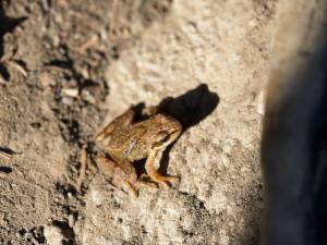 Click to view this image in a large viewer