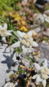 Click to view this image in a large viewer