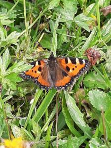 Click to view this image in a large viewer