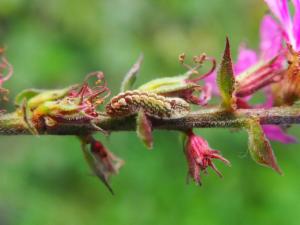 Click to view this image in a large viewer