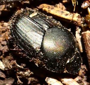 Click to view this image in a large viewer