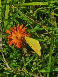 Click to view this image in a large viewer