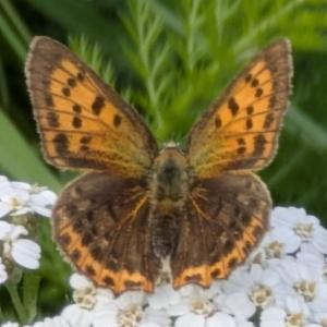 Click to view this image in a large viewer