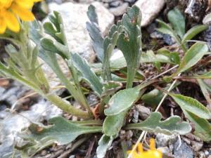 Click to view this image in a large viewer