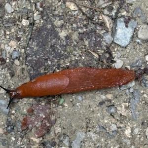 Click to view this image in a large viewer