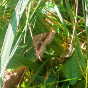 Click to view this image in a large viewer