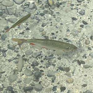 Click to view this image in a large viewer