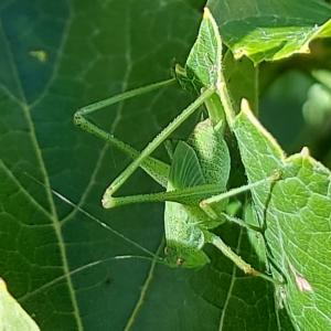 Click to view this image in a large viewer