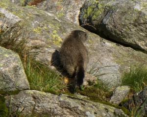 Click to view this image in a large viewer