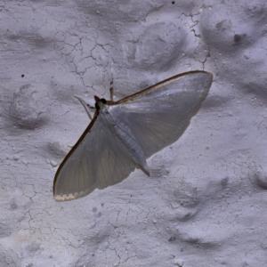 Click to view this image in a large viewer