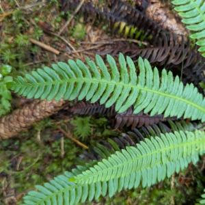 Click to view this image in a large viewer