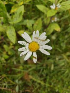 Click to view this image in a large viewer