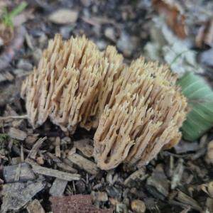 Click to view this image in a large viewer