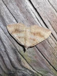 Click to view this image in a large viewer