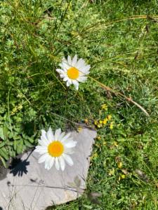 Click to view this image in a large viewer