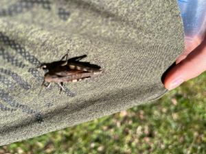 Click to view this image in a large viewer