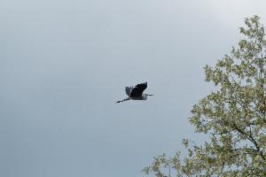 Click to view this image in a large viewer