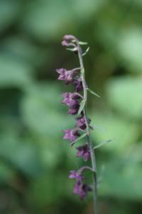 Click to view this image in a large viewer