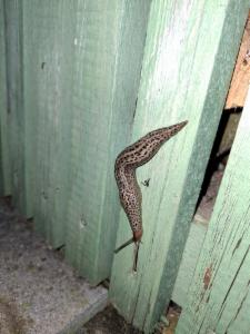 Click to view this image in a large viewer