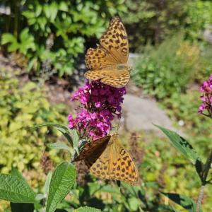 Click to view this image in a large viewer