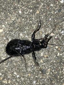 Click to view this image in a large viewer