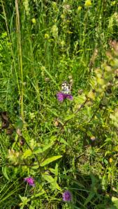 Click to view this image in a large viewer