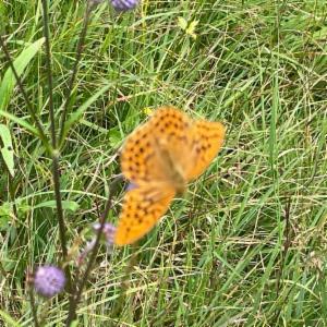 Click to view this image in a large viewer