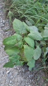 Click to view this image in a large viewer