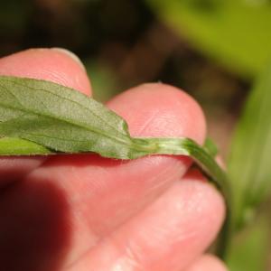 Click to view this image in a large viewer